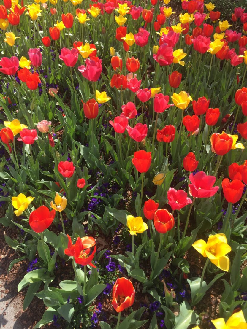 dallas arboretum botanical gardens