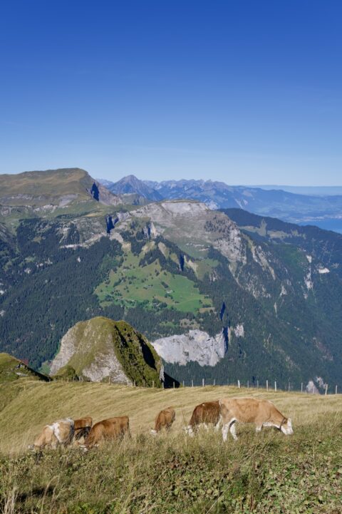 Mannlichen Panorama Trail overlooking the Swiss Alps near Kleine Scheidegg