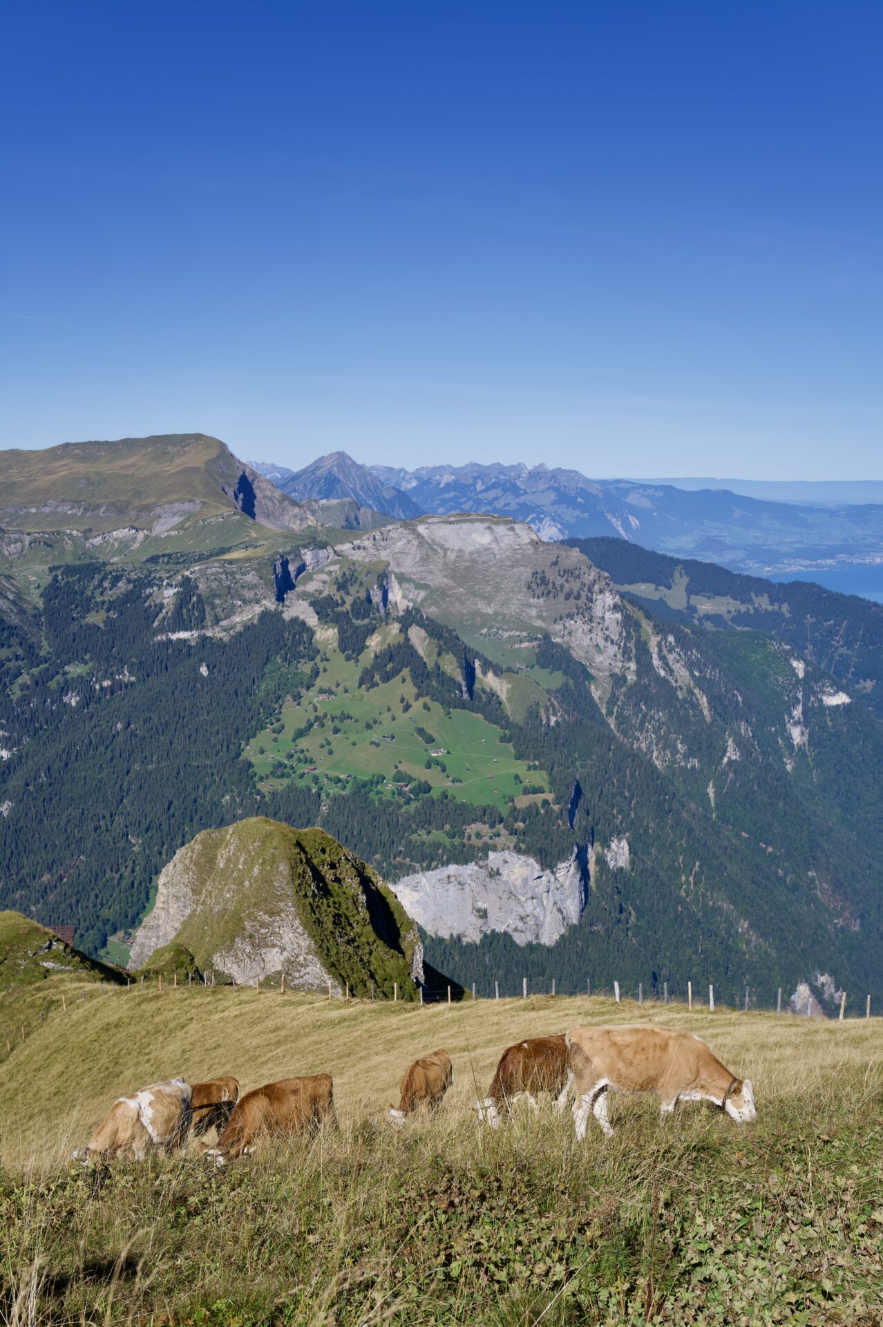 Mannlichen Panorama Trail overlooking the Swiss Alps near Kleine Scheidegg
