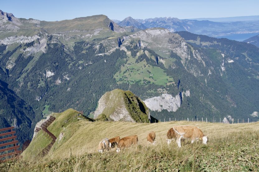Mannlichen Panorama Trail overlooking the Swiss Alps near Kleine Scheidegg